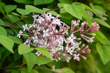 Flowers of colorful ornamental Syringa meyeri Palibin sering, dwarf sage with bushy and compact growth