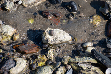 Low tide time in Oosterschelde, sea bottom with variety of wild shells and oysters allowed to be collected and eaten, Zeeland, Yerseke, Netherlads
