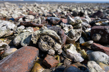 Low tide time in Oosterschelde, sea bottom with variety of wild shells and oysters allowed to be collected and eaten, Zeeland, Yerseke, Netherlads