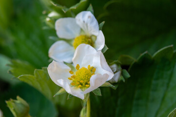 Spring blossom of sweet strawberry plant in organic garden, growing outdoor