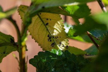 Invasion of colony of black parasites Black Cherry Aphids on cherry tree in fruit orchard