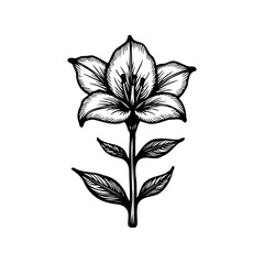 Detailed botanical illustration of a lily with intricate linework, elegant and serene