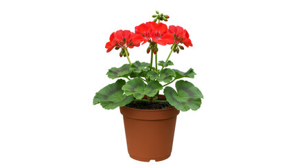 Isolated Red Geranium in Pot Flowering Plant