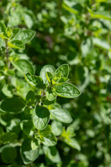 Botanical collection, medicinal, kitchen and aromatic plant oregano plant close up, mediterranean seasoning