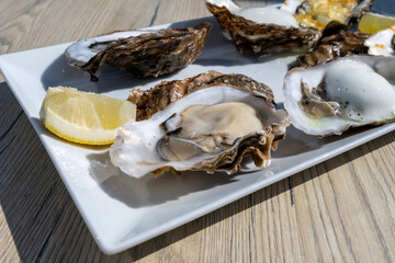 Eating of fresh Zeeuwse creuse oysters on farm in Yerseke with living harvested oysters,...