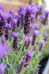 Blossom of Lavandula stoechas, Spanish lavender, topped or French lavender, species of lavender native to Mediterranean Basin