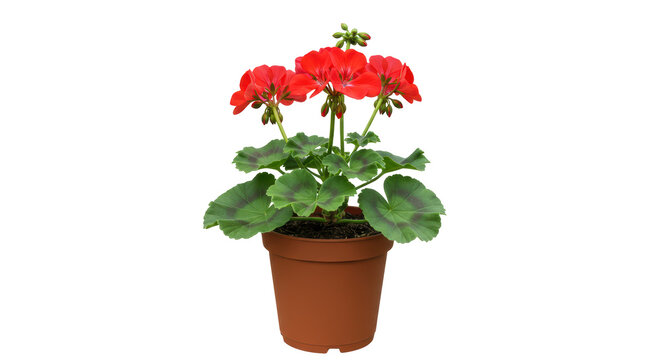 Isolated Red Geranium in Pot Flowering Plant