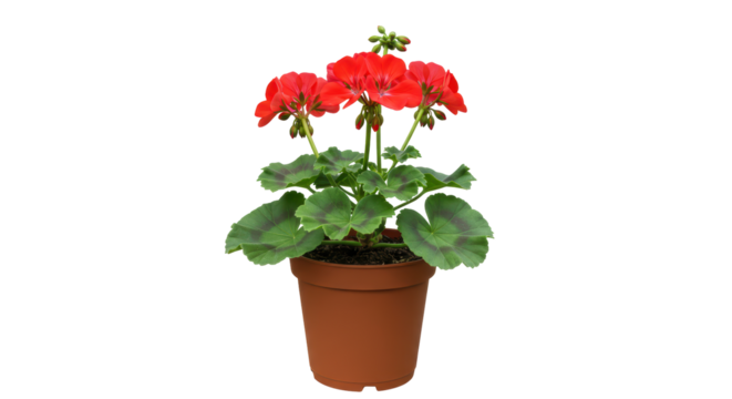 Isolated Red Geranium in Pot Flowering Plant