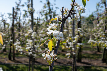Rows of blossoming pear trees with white flowers, orchards in Zuid-Beveland, Zeeland, food industry in the Netherland