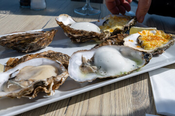 Eating of fresh Zeeuwse creuse oysters on farm in Yerseke,  Oosterschelde, Zeeland,...