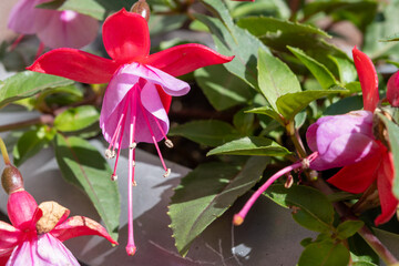 Colorful hanging flowers of fuchsia magellanica flowers in spring garden close up