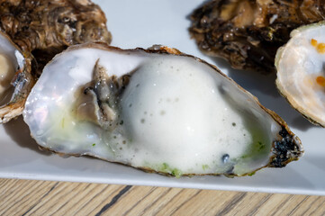 Eating of fresh Zeeuwse creuse oysters on farm in Yerseke with living harvested oysters, Oosterschelde, Zeeland, Netherlands.Fresh oysters with lime mousse and mint