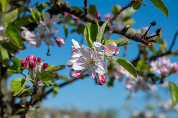Rows of blossoming apple trees with pink flowers, orchards in Zuid-Beveland, Zeeland, food industry in the Netherlands