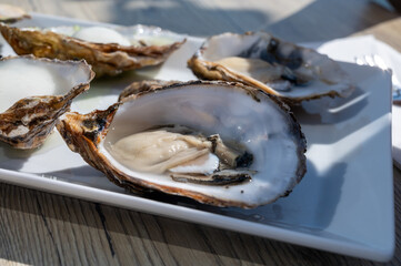 Eating of fresh Zeeuwse creuse oysters on farm in Yerseke with living harvested oysters,...