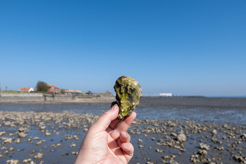 Low tide time in Oosterschelde, sea bottom with variety of wild shells and oysters allowed to be collected and eaten, Zeeland, Yerseke, Netherlads, hand with seashell oyster
