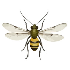 wasp on white background