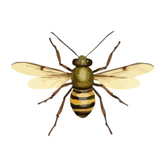 insect vector illustration