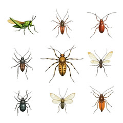 set of insects