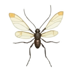insect vector illustration