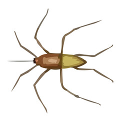 cockroach on white background