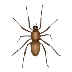 insect vector illustration