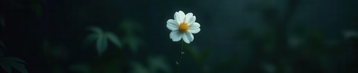 Single white flower, intense dark shadows Gothic, romantic floral theme , still life, shadow, nature