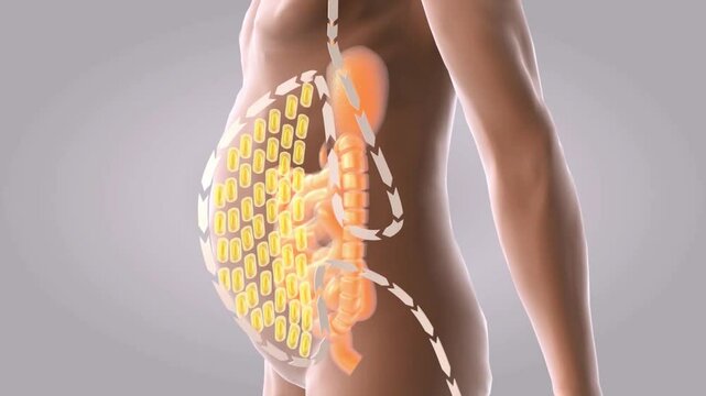 Junk food, human body fat and thin before and after comparison, obesity animation, fat gain and accumulation, 3D animation rendering