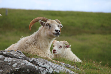  Icelandic breed of domestic sheep