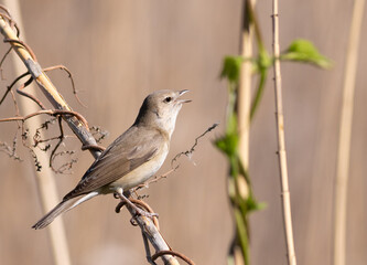 Garden warbler, Sylvia borin. A bird sings sitting on a reed on a riverbank