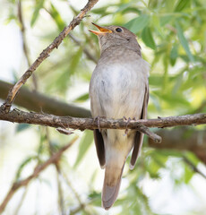 Thrush Nightingale, Luscinia luscinia. A bird sits on a tree branch and sings