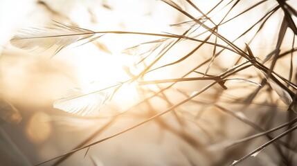 Delicate Grass Blades Glowing Under Soft Sunset Light