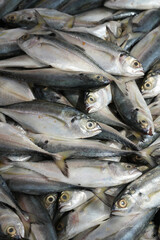 Obraz premium The market for marine fish. Street market. Sale of fresh fish. Freshly caught fish. Fish shop. Products for the restaurant. Fishery. Asian cuisine. Seafood. Healthy diet. Fisherman. Catch. Fresh food