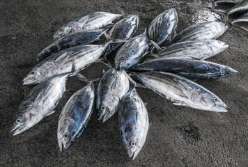 The market for marine fish. Street market. Sale of fresh fish. Freshly caught fish. Fish shop....