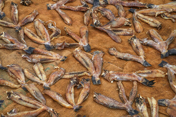 Dry fish on the beach in Sri Lanka, Asia