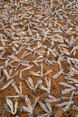 Dry fish on the beach in Sri Lanka, Asia