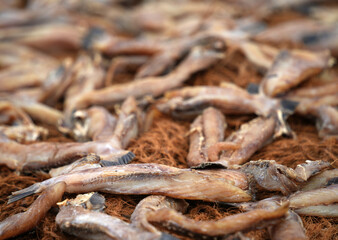 Dry fish on the beach in Sri Lanka, Asia