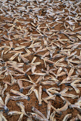 Fish drying on the beach of Negombo in Sri Lanka, Asia	