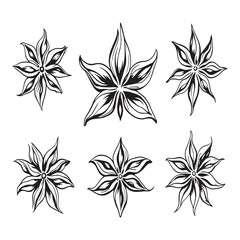 Detailed Star Anise Line Art Vector Design