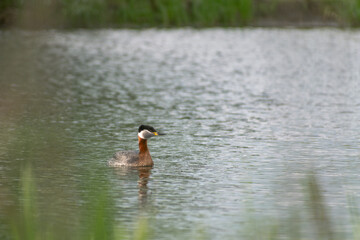 Red-necked Grebe on the water