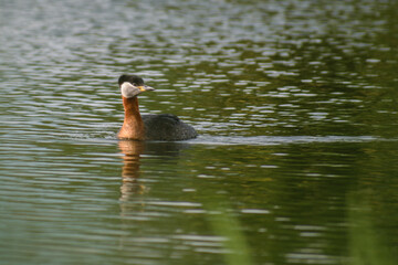 Red-necked Grebe swimming in the water