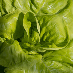 coeur croquant d'une salade laitue