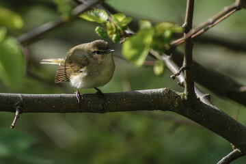 sparrow on a branch