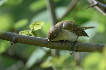 Common Chiffchaff on the branch