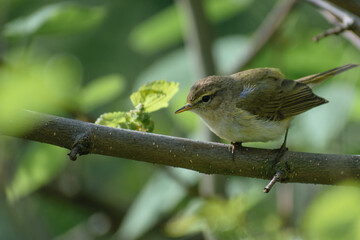 Common Chiffchaff on the fence