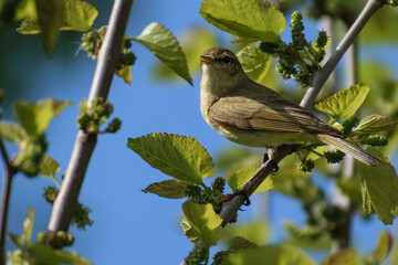Common Chiffchaff on a branch