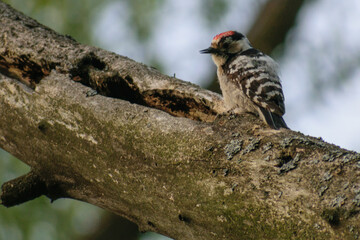 woodpecker on tree