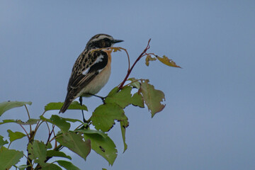 Whinchat on branch
