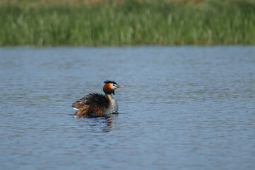 Great Crested Grebe on the lake