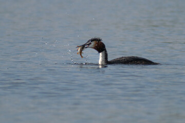 great crested grebe in water with a fish