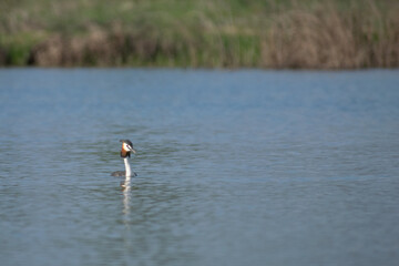 great crested grebe on the lake